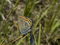 Plebejus argus 13, Heideblauwtje, male, Saxifraga-Jan van der Straaten