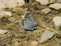 Plebejus argus 14, Heideblauwtje, male, Saxifraga-Jan van der Straaten