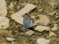 Plebejus argus 15, Heideblauwtje, male, Saxifraga-Jan van der Straaten