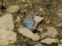 Plebejus argus 16, Heideblauwtje, male, Saxifraga-Jan van der Straaten