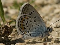 Plebejus argus 17, Heideblauwtje, male. Saxifraga-Jan van der Straaten