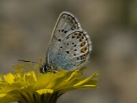 Plebejus argus 19, Heideblauwtje, male, Saxifraga-Jan van der Straaten