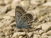 Plebejus argus 20, Heideblauwtje, male, Saxifraga-Jan van der Straaten
