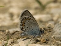 Plebejus argus 22, Heideblauwtje, male, Saxifraga-Jan van der Straaten