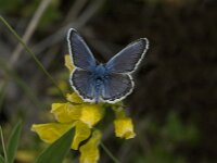 Plebejus argus 24, Heideblauwtje, male, Saxifraga-Jan van der Straaten