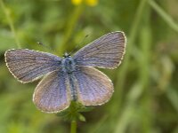 Plebejus argus 25, Heideblauwtje, male, Saxifraga-Marijke Verhagen