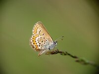 Plebejus argus 27, Heideblauwtje, Vlinderstichting-Henk Bosma
