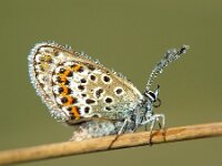 Plebejus argus 28, Heideblauwtje, Vlinderstichting-Henk Bosma
