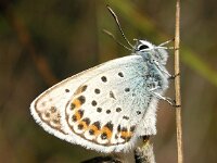 Plebejus argus 3, Heideblauwtje, Saxifraga-Hans Dekker