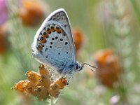 Plebejus argus 30, Heideblauwtje, Vlinderstichting-Henk Bosma