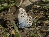 Plebejus argus 31, Heideblauwtje, Saxifraga-Jan van der Straaten