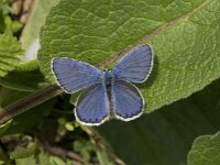 Plebejus argus 32, Heideblauwtje, Saxifraga-Jan van der Straaten