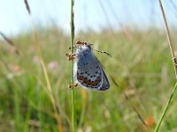 Plebejus argus 33, Heideblauwtje, with ants, Vlinderstichting-Henk Bosma