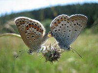 Plebejus argus 35, Heideblauwtje, Saxifraga-Arthur van Dijk