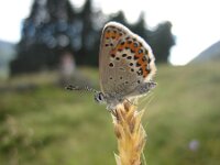 Plebejus argus 37, Heideblauwtje, Saxifraga-Arthur van Dijk