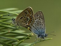 Plebejus argus 4, Heideblauwtje, Saxifraga-Marijke Verhagen