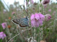 Plebejus argus 42, Heideblauwtje, Saxifraga-Mark Zekhuis