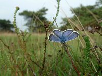 Plebejus argus 43, Heideblauwtje, Saxifraga-Mark Zekhuis