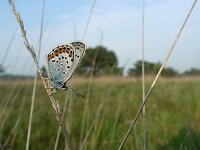 Plebejus argus 44, Heideblauwtje, Saxifraga-Mark Zekhuis
