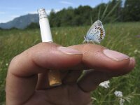 Plebejus argus 45, Heideblauwtje, Saxifraga-Rob Felix : Animalia, Arthropoda, Insecta, Lepidoptera, animal, arthropod, butterfly, dier, dieren, geleedpotige, geleedpotigen, insect, insecten, vlinder, vlinders