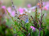 Plebejus argus 46, Heideblauwtje, Saxifraga-Rudmer Zwerver