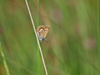 Plebejus argus 47, Heideblauwtje, Saxifraga-Rudmer Zwerver