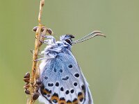 Silver Studded Blue Butterfly in symbiosis with red ant  Silver Studded Blue Butterfly (plebeius argus) is being protected by red ants (formica) : Netherlands, Plebejus, Protection, Silver Studded, animal, ant, biological, blue, butterfly, closeup, environment, fauna, field, grass, green, habitat, insect, interaction, macro, mutualism, mutualistic, natural, nature, plant, plebeius, plebeius argus, red ant, relationship, rural, species, summer, symbiosis, together, two, wild, wildlife, wings