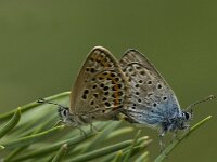 Plebejus argus 5, Heideblauwtje, Saxifraga-Marijke Verhagen