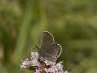 Plebejus argus 51, Heideblauwtje, female, Saxifraga-Jan van der Straaten
