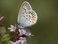 Plebejus argus 52, Heideblauwtje, male, Saxifraga-Jan van der Straaten