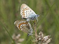 Plebejus argus 54, Heideblauwtje, Saxifraga-Jan van der Straaten