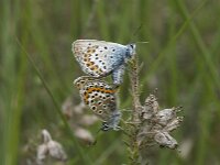 Plebejus argus 55, Heideblauwtje, Saxifraga-Jan van der Straaten