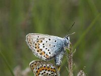 Plebejus argus 56, Heideblauwtje, Saxifraga-Jan van der Straaten