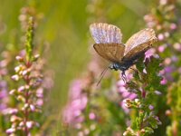 Plebejus argus 57, Heideblauwtje, Saxifraga-Rudmer Zwerver
