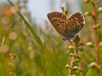 Plebejus argus 58, Heideblauwtje, Saxifraga-Rudmer Zwerver