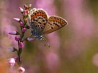 Plebejus argus 59, Heideblauwtje, Saxifraga-Rudmer Zwerver