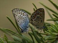 Plebejus argus 6, Heideblauwtje, Saxifraga-Marijke Verhagen
