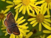 Plebejus argus 62, Heideblauwtje, Saxifraga-Rik Kruit