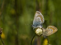 Plebejus argus 63, Heideblauwtje, Saxifraga-Jan van der Straaten