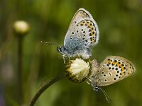 Plebejus argus 64, Heideblauwtje, Saxifraga-Jan van der Straaten