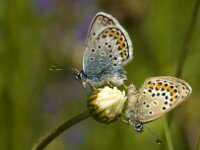 Plebejus argus 65, Heideblauwtje, Saxifraga-Jan van der Straaten