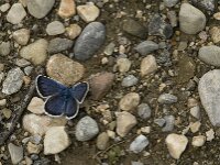 Plebejus argus 66, Heideblauwtje, male, Saxifraga-Jan van der Straaten