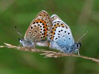 Plebejus argus 67, Heideblauwtje, Saxifraga-Hans Dekker