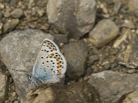Plebejus argus 68, Heideblauwtje, male, Saxifraga-Jan van der Straaten