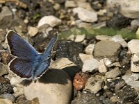 Plebejus argus 69, Heideblauwtje, male, Saxifraga-Jan van der Straaten
