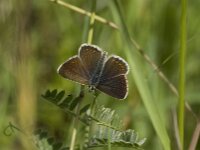 Plebejus argus 7, Heideblauwtje, female, Saxifraga-Jan van der Straaten