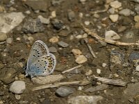 Plebejus argus 70, Heideblauwtje, male, Saxifraga-Jan van der Straaten