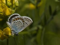 Plebejus argus 73, Heideblauwtje, Saxifraga-Jan van der Straaten