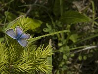 Plebejus argus 76, Heideblauwtje, Saxifraga-Marijke Verhagen