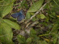 Plebejus argus 77, Heideblauwtje, male, Saxifraga-Jan van der Straaten